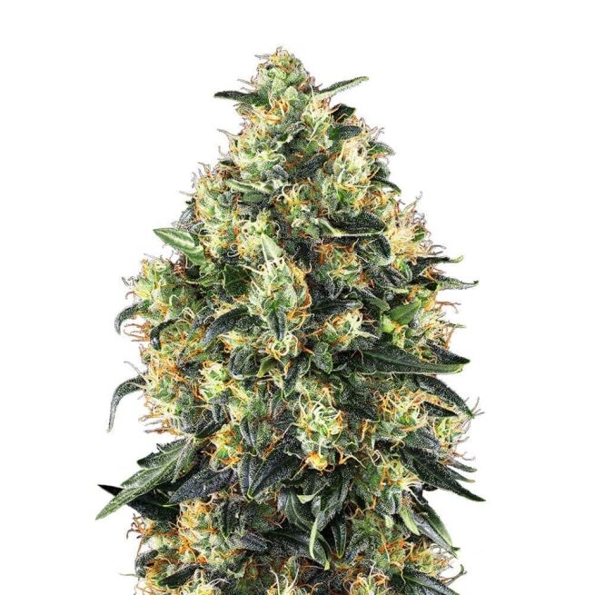 STRNG Seeds – Super Skunk
