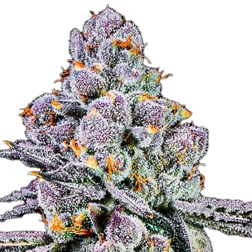 STRNG Seeds - THCA Sex Panther