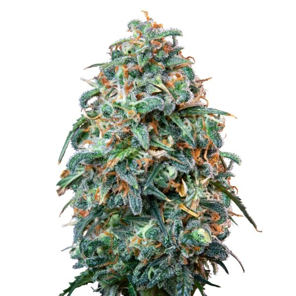 Sherbet Queen Auto - Image 3