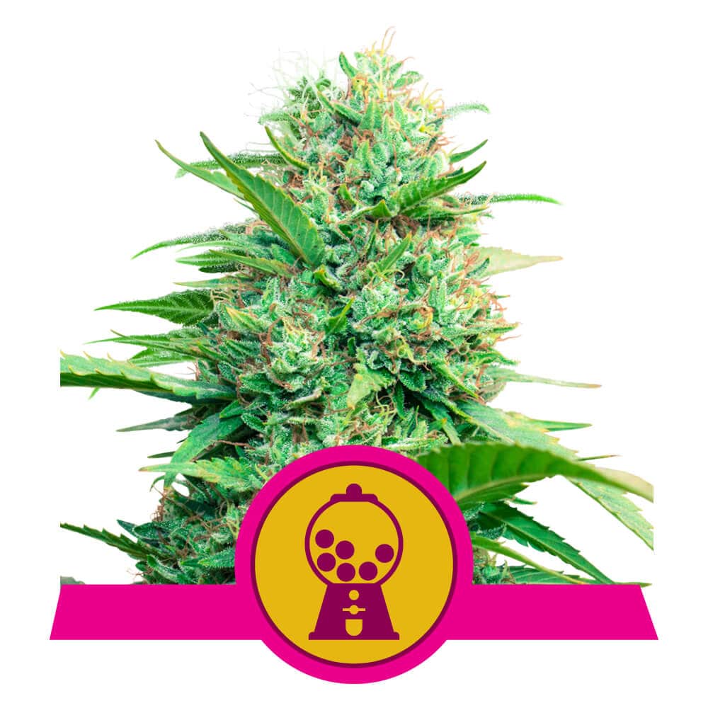 Pink Runtz Feminized