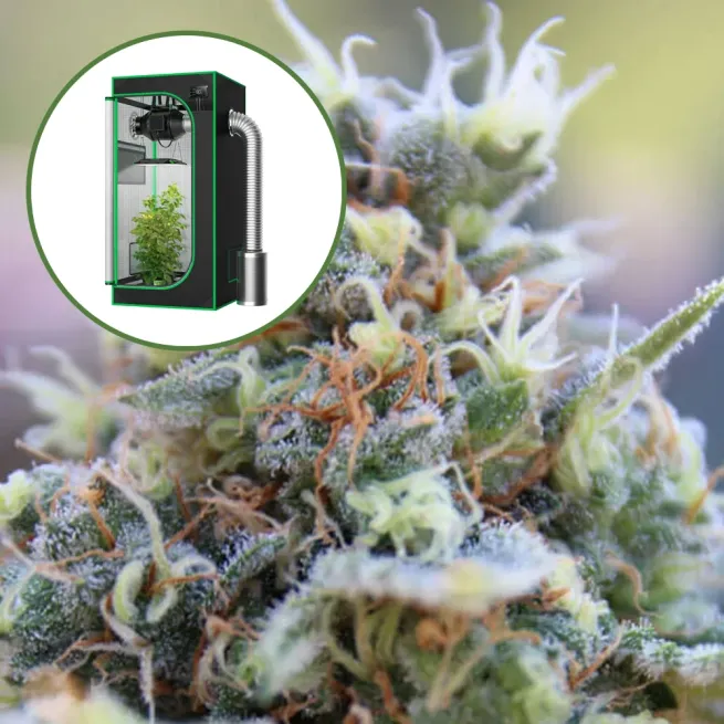 Banana Kush Auto Platinum Indoor Grow Bundle