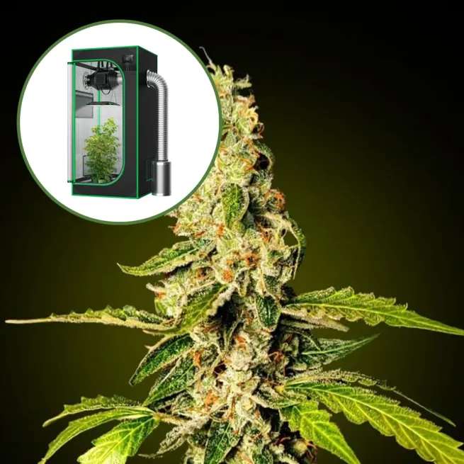 Banana Punch Auto Platinum Indoor Grow Bundle