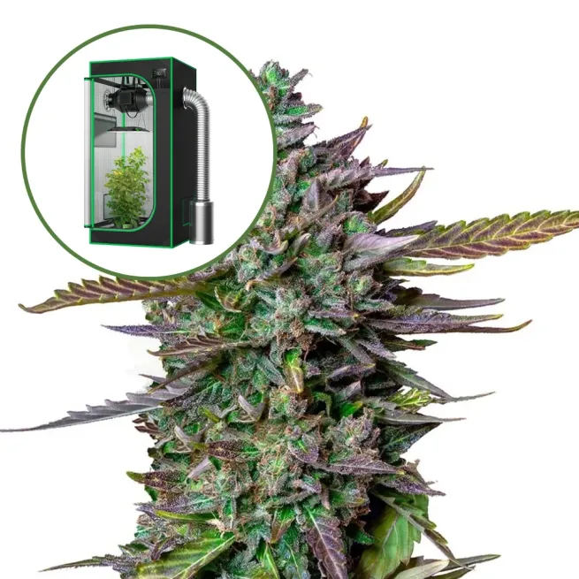 Blue Cheese Auto Platinum Indoor Grow Bundle