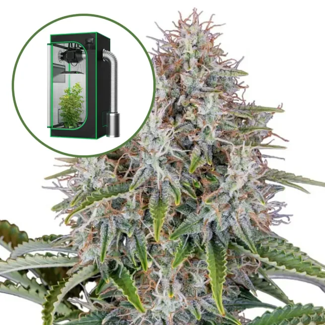 Blue Haze Auto Platinum Indoor Grow Bundle