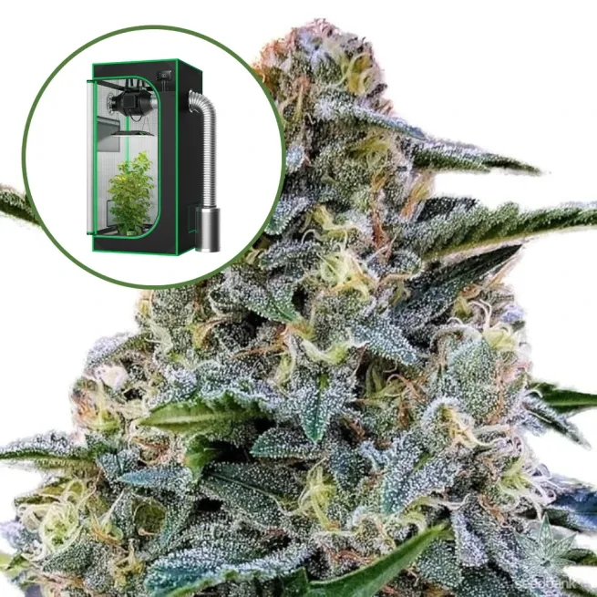 Bruce Banner Auto Platinum Indoor Grow Bundle