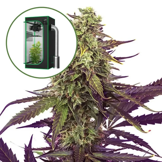 Cereal Milk Auto Platinum Indoor Grow Bundle