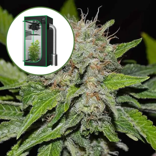 Deep Mandarine Auto Platinum Indoor Grow Bundle