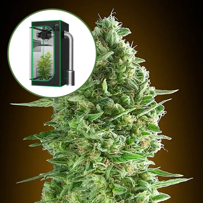 Do-Si-Dos Auto Platinum Indoor Grow Bundle