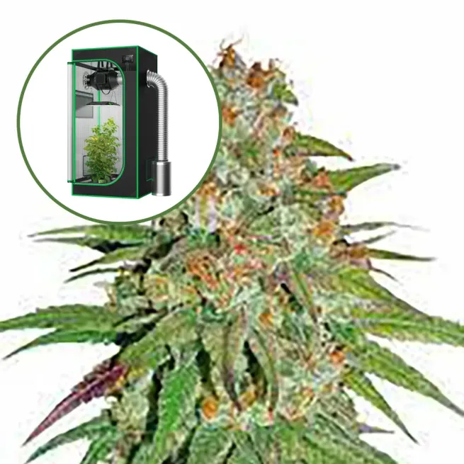 Glueberry OG Auto Platinum Indoor Grow Bundle