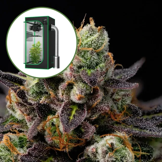 Granddaddy Purple Auto Platinum Indoor Grow Bundle