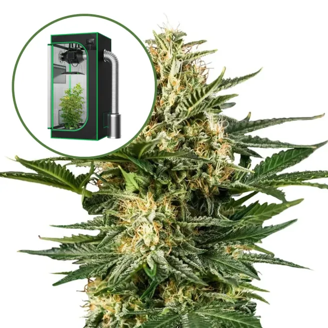 Green Gelato Auto Platinum Indoor Grow Bundle