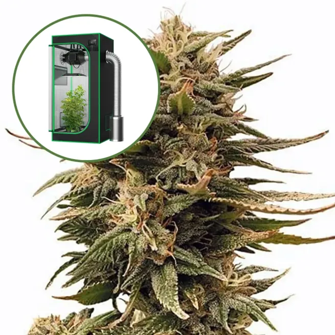 Harlequin Auto Platinum Indoor Grow Bundle