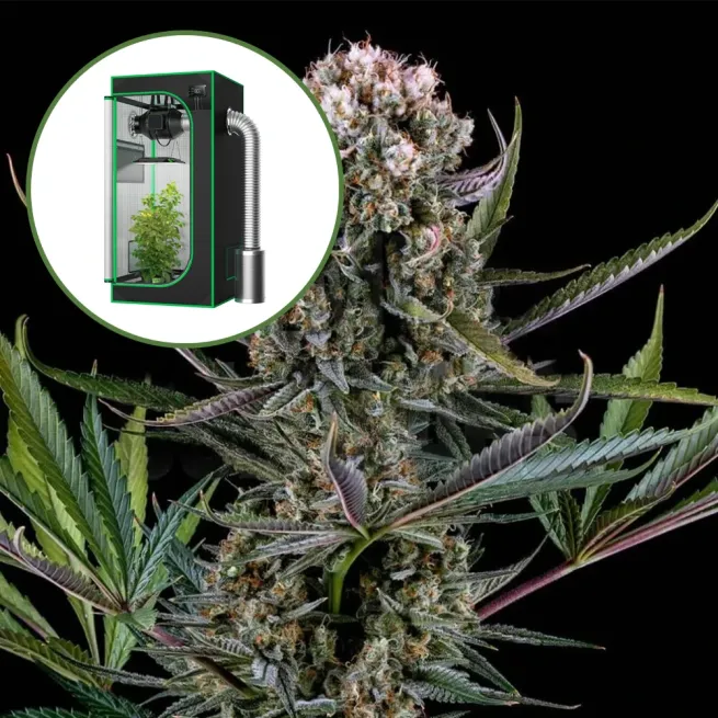 Italian Ice Auto Platinum Indoor Grow Bundle