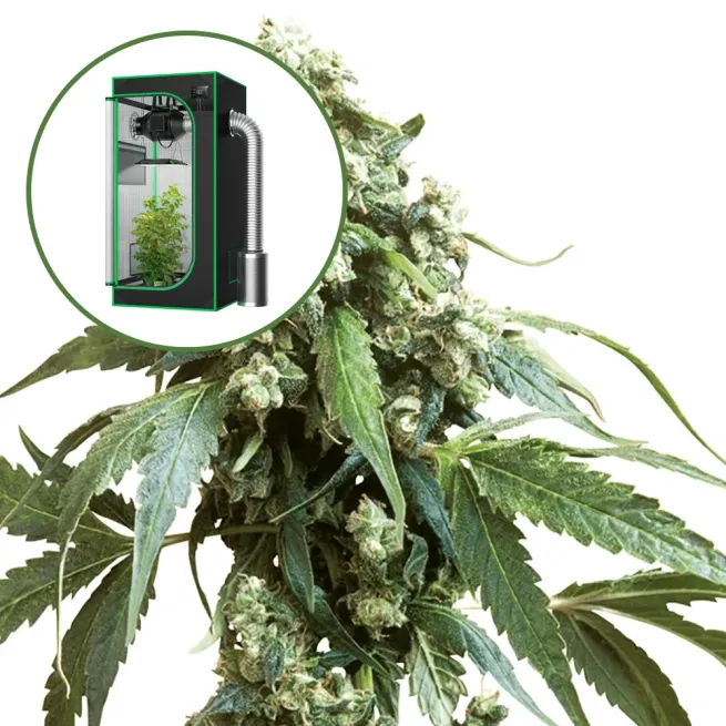 Jack Flash Auto Platinum Indoor Grow Bundle