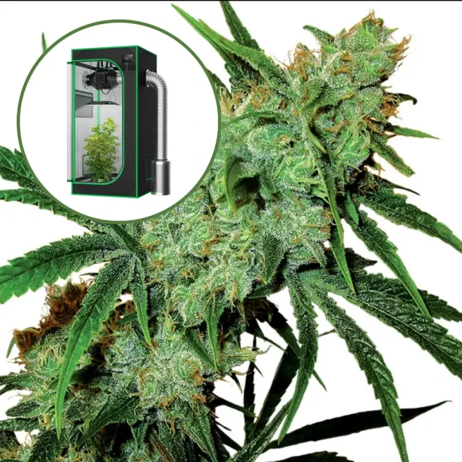 Juicy Fruit Auto Platinum Indoor Grow Bundle