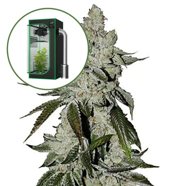 Laughing Buddha Auto Platinum Indoor Grow Bundle