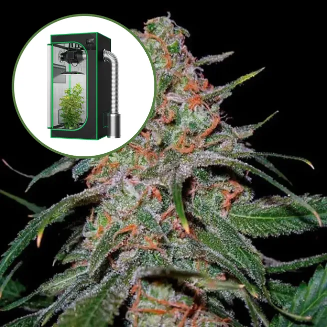 Lemon Skunk Auto Platinum Indoor Grow Bundle