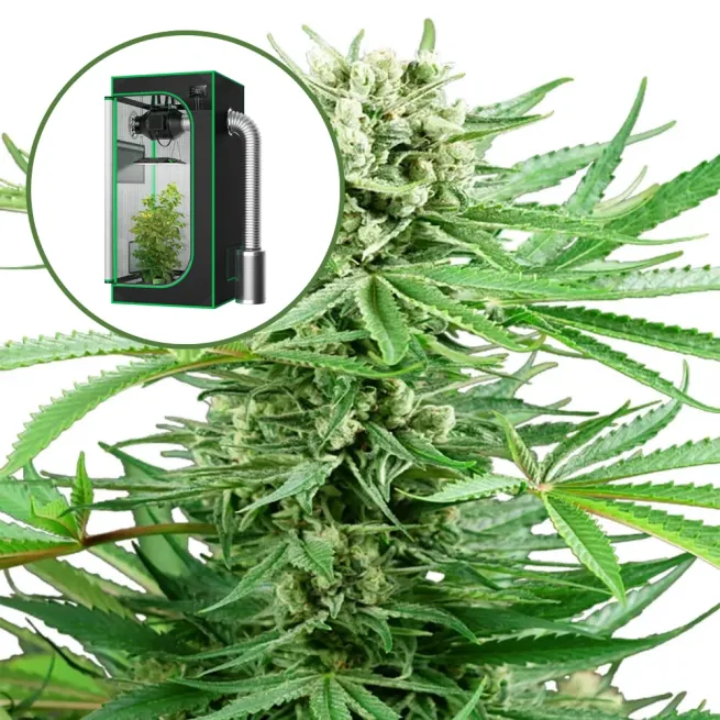 Papi Chulo Auto Platinum Indoor Grow Bundle