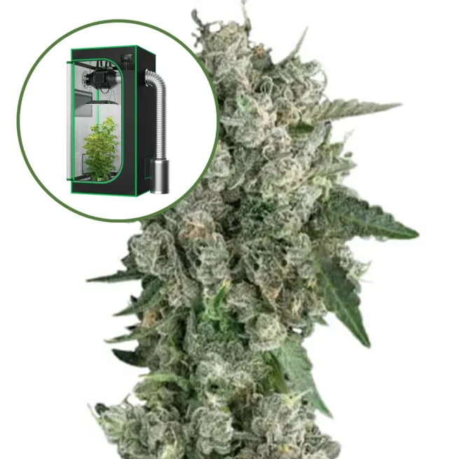 Peanut Butter Breath Auto Platinum Indoor Grow Bundle