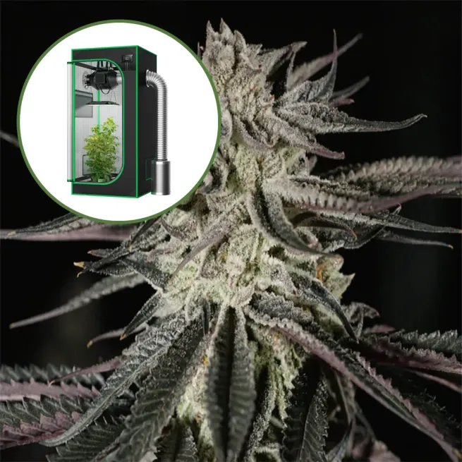 Purple Kush Auto Platinum Indoor Grow Bundle