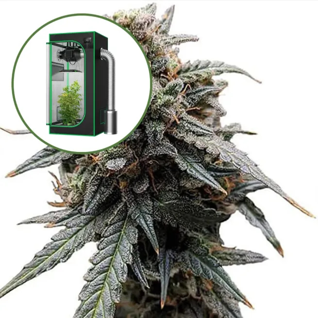 Sweet Tooth Auto Platinum Indoor Grow Bundle