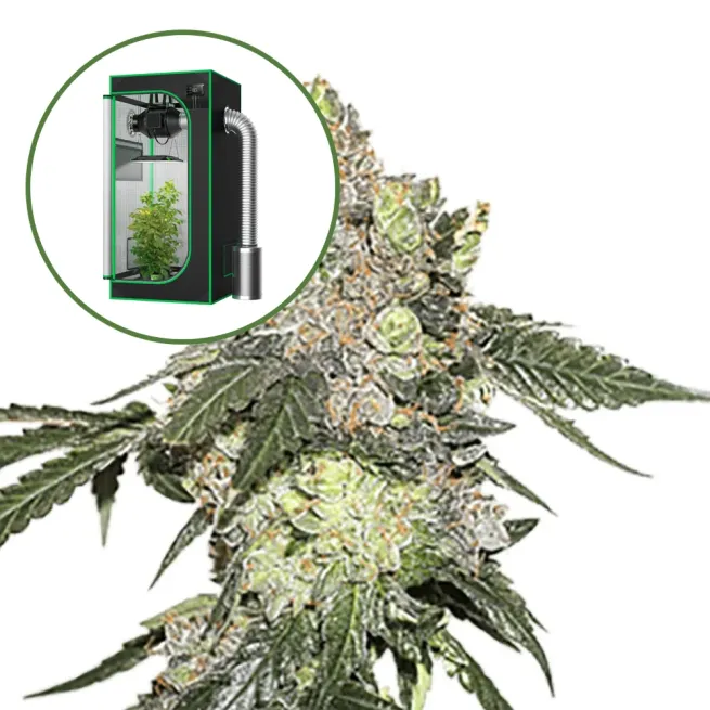 Thin Mint Cookies Auto Platinum Indoor Grow Bundle